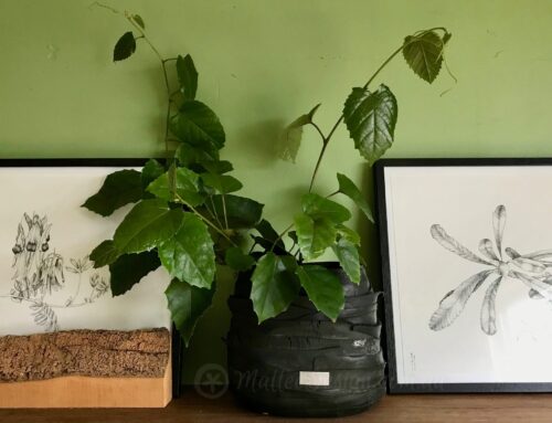 Growing Natives Indoors