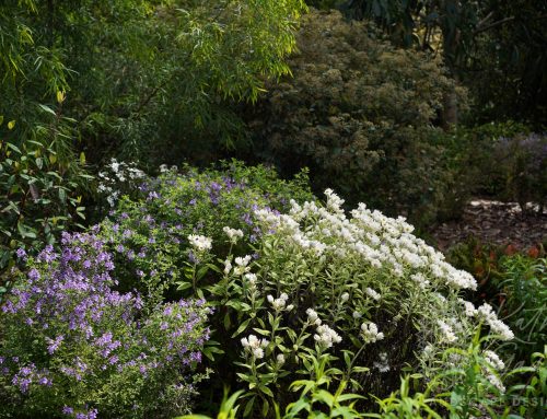 Layers of Texture in Cranbourne Botanical Garden